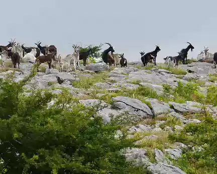 BW_370 Des chèvres redevenues sauvages (feral goats).