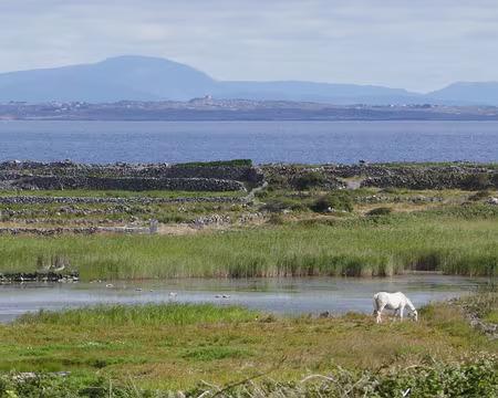 BW_480 Inish Mór, Lough Chorrùch et un cheval. Au loin, les montagnes du Connemara.