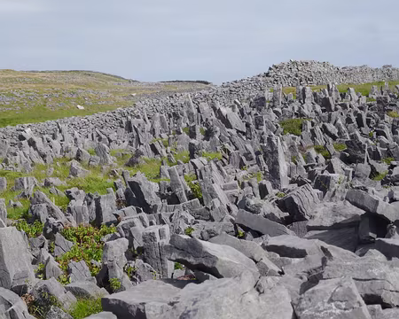 BW_520 Les chevaux-de-frise entourant partiellement le fort.