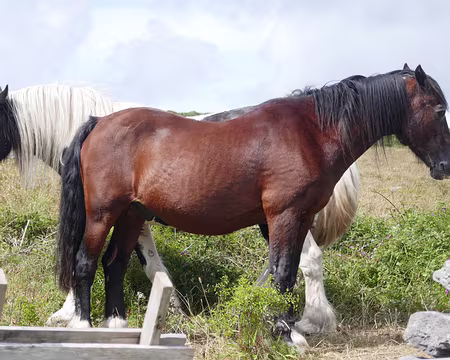 BW_540 Attention, un cheval peut en cacher un autre…
