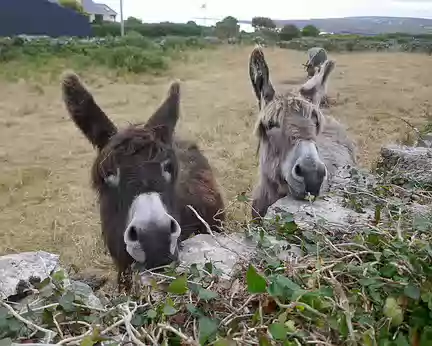 BW_550 Pas que des chevaux sur Inish Mór !