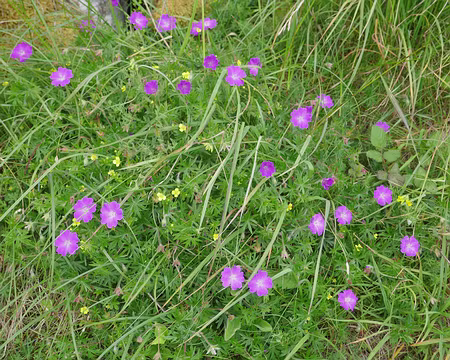 BW_810 Quelques fleurs typiques du Burren. Le géranium sanguin est emblématique du Burren. Il couvre littéralement le sol.