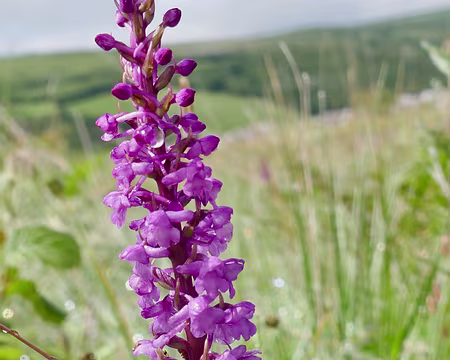 BW_840 Orchis moucheron ou élevé ?