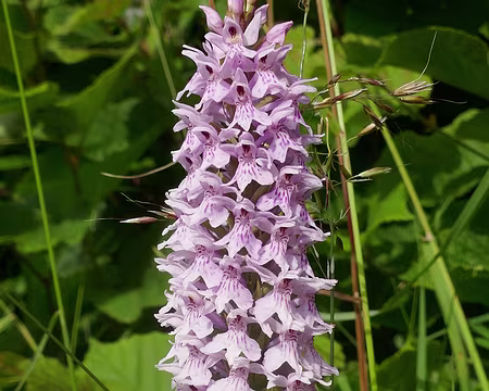 BW_850 Orchis tacheté.