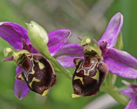 BW_900 Et celle – présente mais rare – que l’on n’a jamais trouvée, ophrys abeille ! (source : worldoffloweringplants.com)