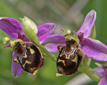 BW_900 Et celle – présente mais rare – que l’on n’a jamais trouvée, ophrys abeille ! (source : worldoffloweringplants.com)