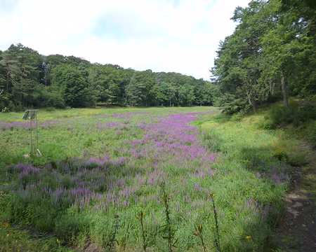 P1190511 L'étang coupe-gorge fleuri de salicaires