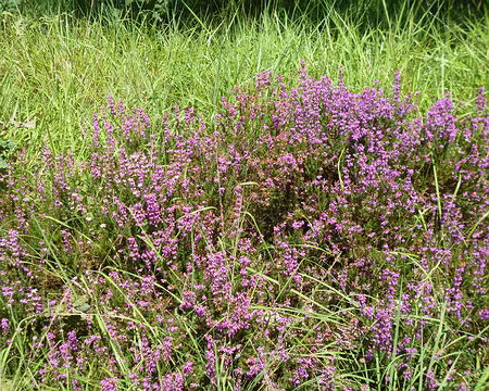 P1190513 Bruyère