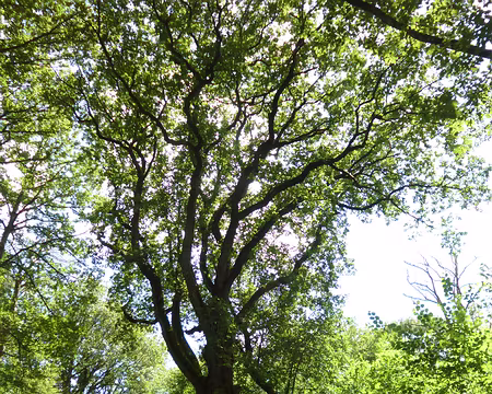 P1190517 Chêne du Président, 25 mètres de haut et 1,50 m de diamètre.