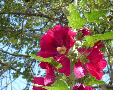 P1190521 Rose trémière