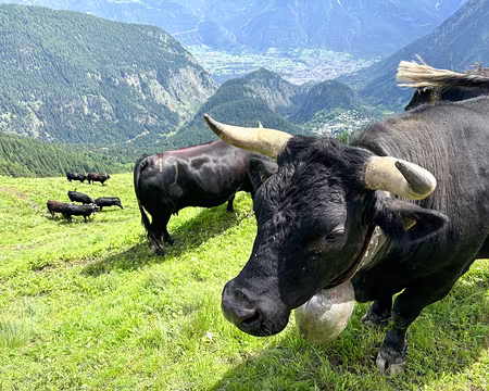 20240713-15h37m07s-IMG_1537-V3 vaches hérens