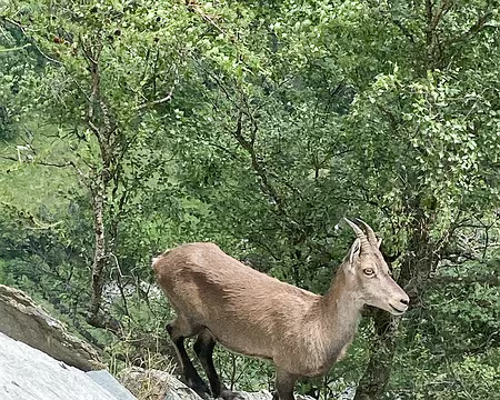 20240715-14h34m42s-IMG_1443-V3 un habitant curieux
