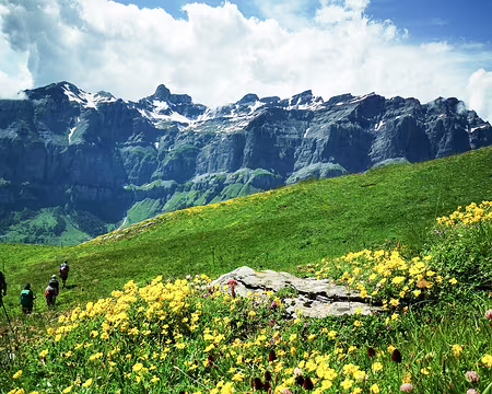 20240716-15h29m04s-potentille aurea 2-V3