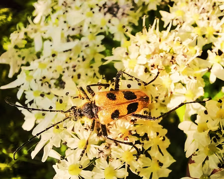 20240718-13h09m16s-20240718_130916-V3