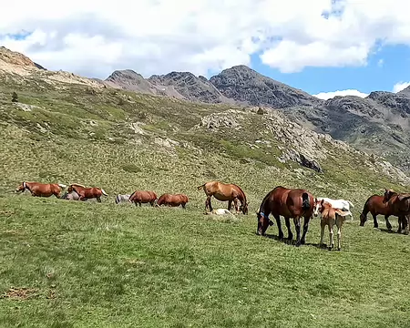 20240711_134804-01 troupeau de Merens