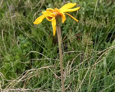 20240715_083330-01 Arnica Montana (feuilles opposées)