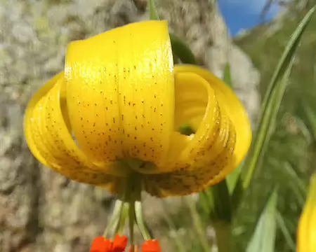 20240715_091501-01 Lys des Pyrénées, gros plan