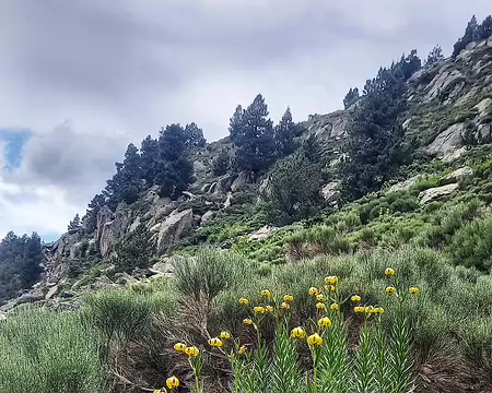 20240715_143947-01 Joli spot de lys des Pyrénées.