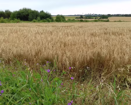 008 Champ de céréales et bosquets