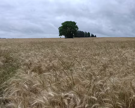 017 Quelques arbres au milieu des champs
