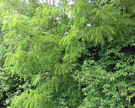 028 Noyer noir d’Amérique