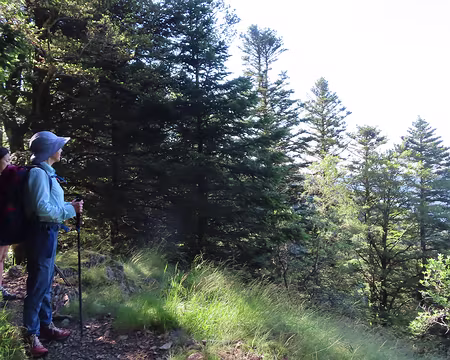 20240709_093700 Sur les sentiers forestiers