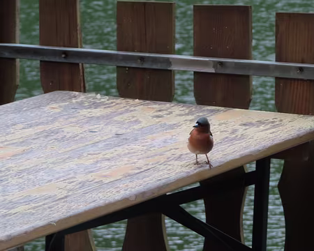 20240710_162700 Monsieur le pinson