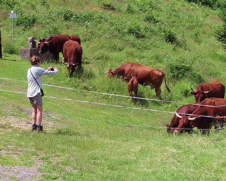 20240711_132300 Safari photos