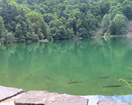 20240711_153000 Dans le lac des perches, il y a des perches.