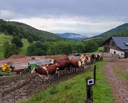 20240712_184714 On redescend à la ferme-auberge du Lochberg où un excellet repas nous attend