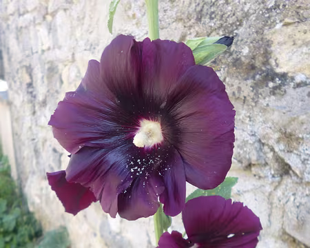P1190842 Rose trémière