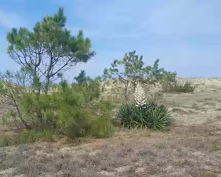 20240831_140327 Yucca dans la végétation d'arrière-dune.