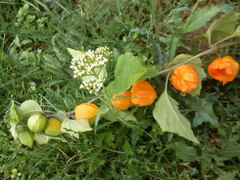 Dominique Dominique F, détail sortie