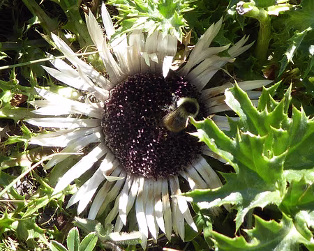 029 bourdon sur une Carline