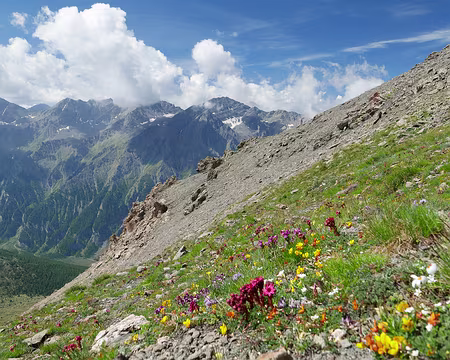 20240806-11h35m28s-P1180011-V3 Flore alpine.