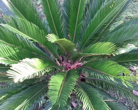 028 Cycas dans le jardin de la chapelle