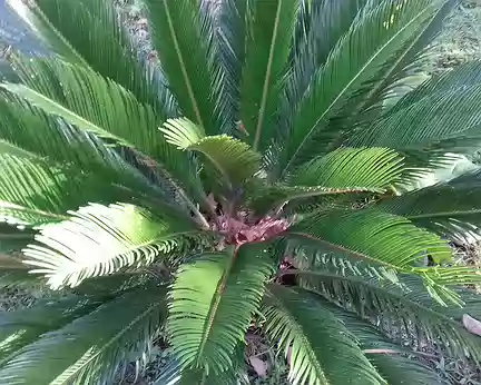 028 Cycas dans le jardin de la chapelle