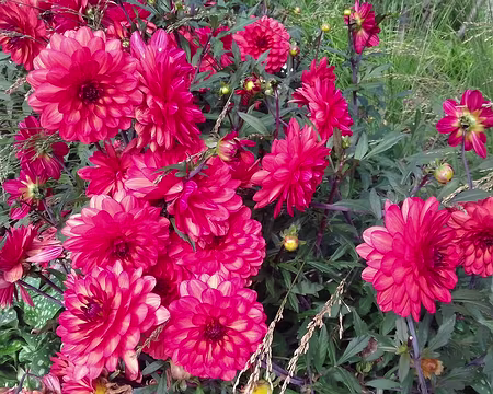 034 Dahlias dans les jardins de la porte Maillot. Merci Martine pour cette belle randonnée agrémentée de nombreux commentaires historiques
