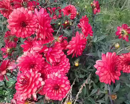 034 Dahlias dans les jardins de la porte Maillot. Merci Martine pour cette belle randonnée agrémentée de nombreux commentaires historiques