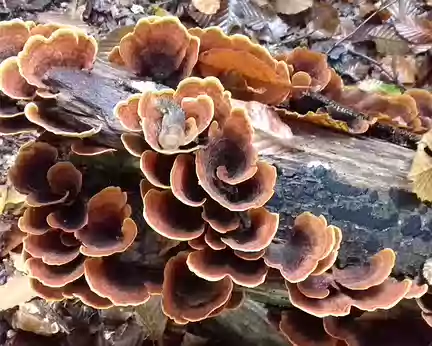 003 Polypores