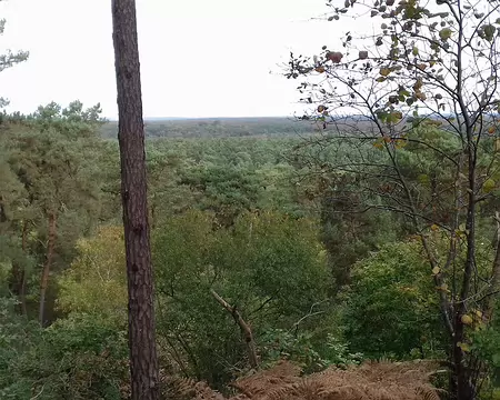 011 Vue sur la forêt domaniale de Fontainebleau
