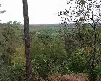 011 Vue sur la forêt domaniale de Fontainebleau