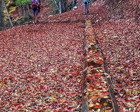 20241022_102653-01 La source des Ayes sur le Platary.