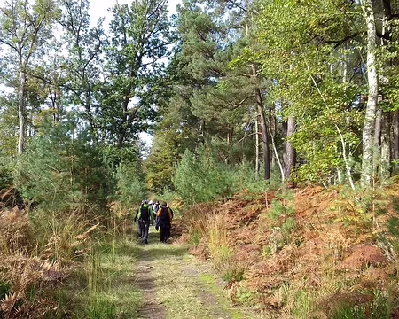 010 Chemin forestier