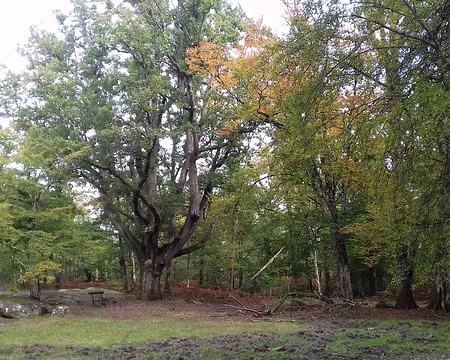 021 Chêne remarquable