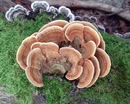 026 Polypores zonés