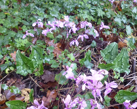 P1200087 Cyclamen