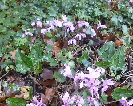 P1200087 Cyclamen