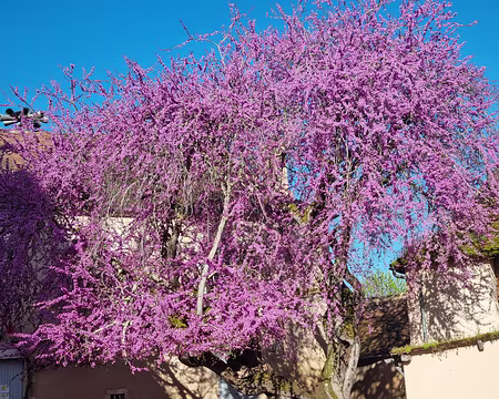 069 Arbre de Judée, situé dans la cour de la mairie qui jouxte l'église. (photo du 10.04.2024)