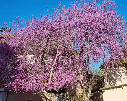 069 Arbre de Judée, situé dans la cour de la mairie qui jouxte l'église. (photo du 10.04.2024)